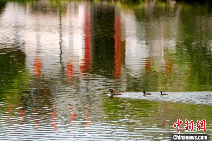 5月24日，安徽省黄山市黟县宏村，水鸟在南湖畅游。　施亚磊 摄