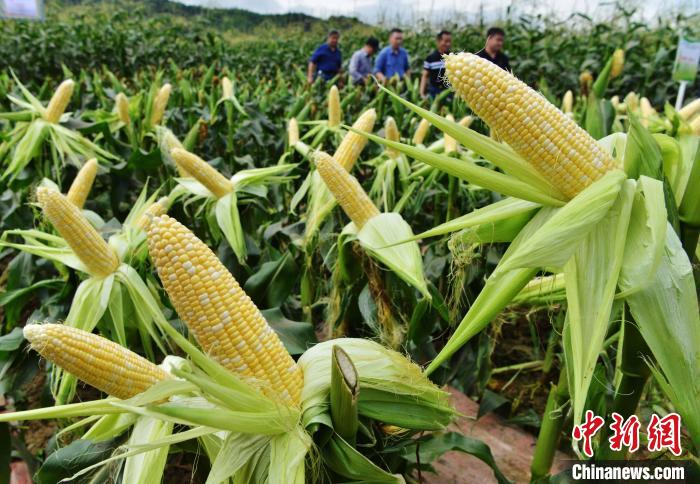 甜玉米新品种“闽双色6号”亩产达1259.3公斤增产增收效益显著