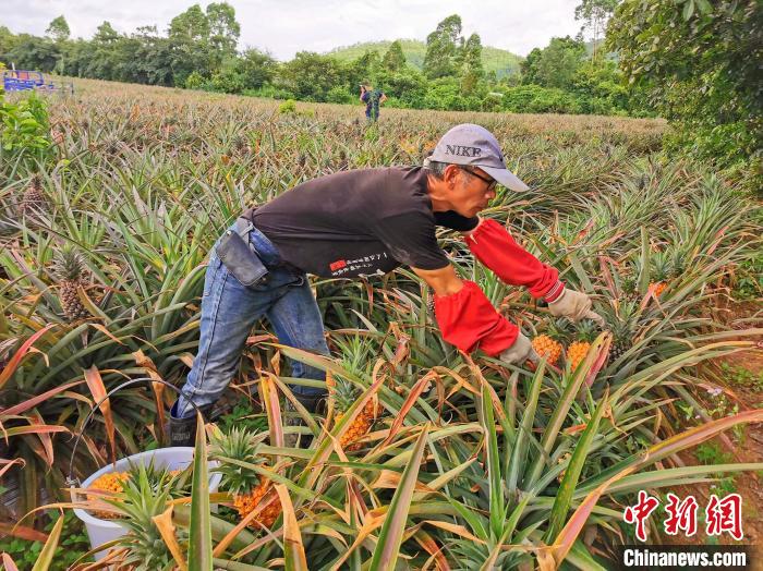 黄国祯根据客人的订单要求采摘凤梨 李晓春 摄