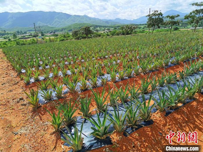 刚种植的台湾凤梨苗 李晓春 摄