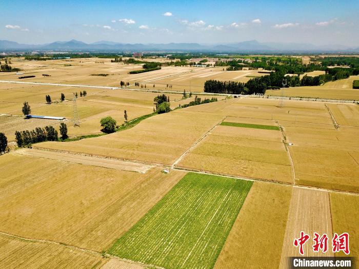 泰安市岱岳区小麦陆续开镰，22.15万亩小麦即将丰收。　陈阳 摄