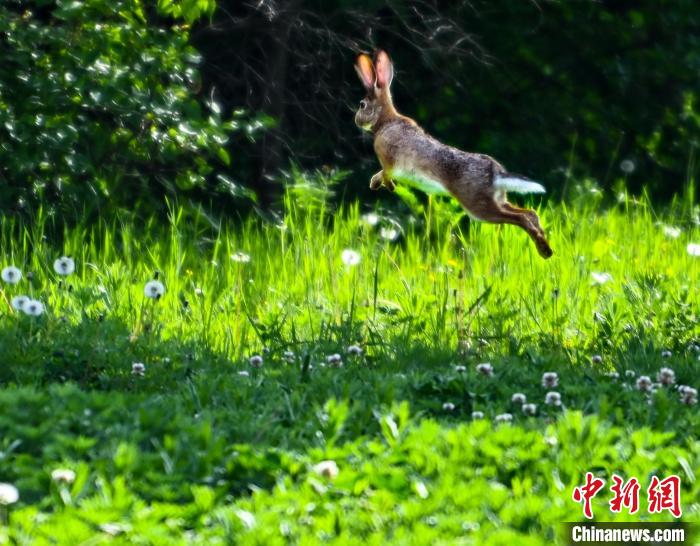 图为在草地里奔跑的野兔。　张天柱 　摄
