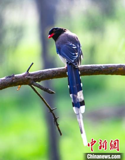 图为站立在枝头的红嘴蓝鹊。　张天柱 摄