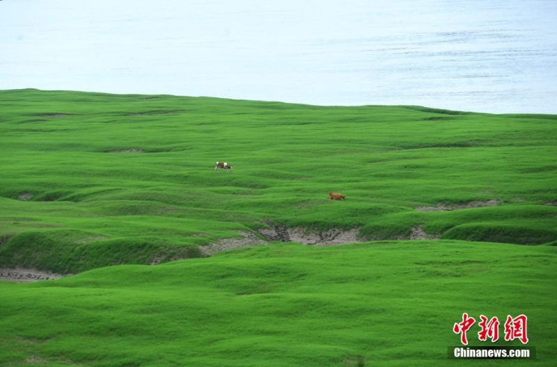 三峡库区消落带长满绿草成美丽风景