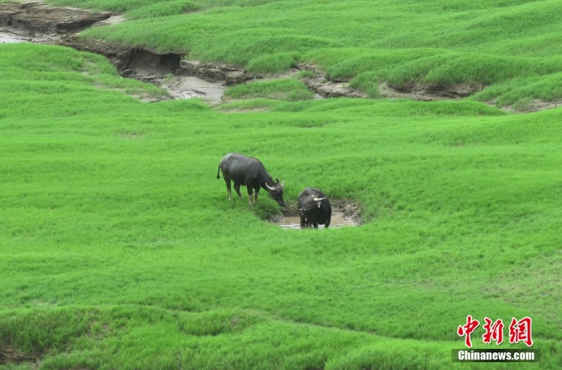 三峡库区消落带长满绿草成美丽风景