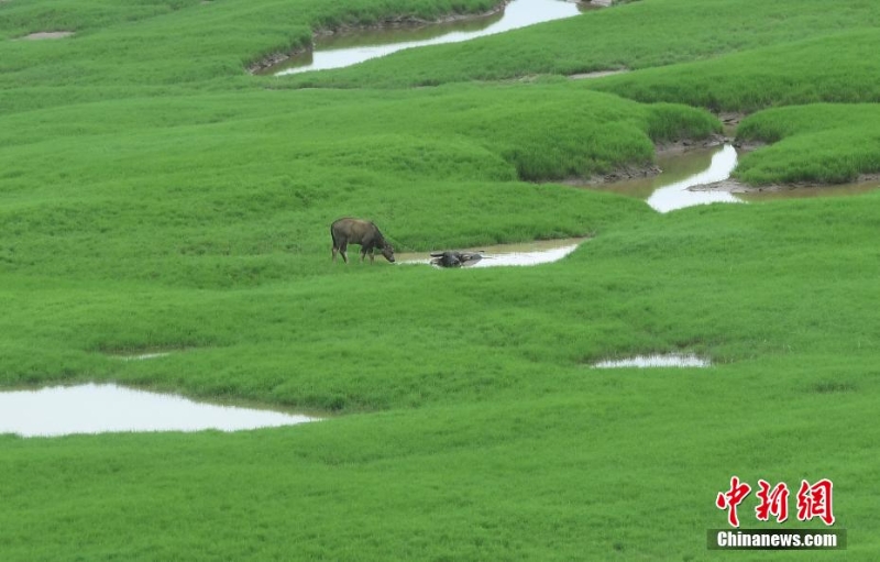 三峡库区消落带长满绿草成美丽风景