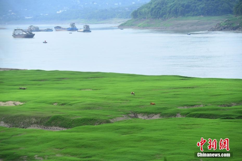 三峡库区消落带长满绿草成美丽风景