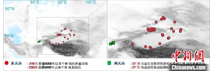 图为该项目所获取天山东西部古人群的线粒体与核基因组分布图。　西北大学 供图