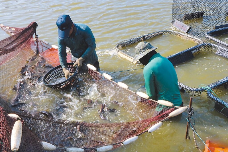 大陸日前以藥物殘留為由暫停我石斑魚輸入，農委會昨日呼籲民眾掏錢挺石斑。圖為屏東漁民捕撈石斑魚。（本報資料照片）