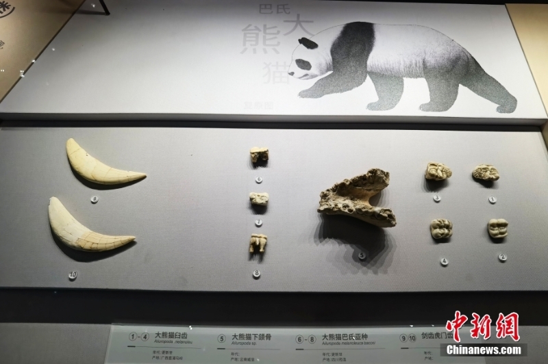 探访布展完毕的四川成都自然博物馆