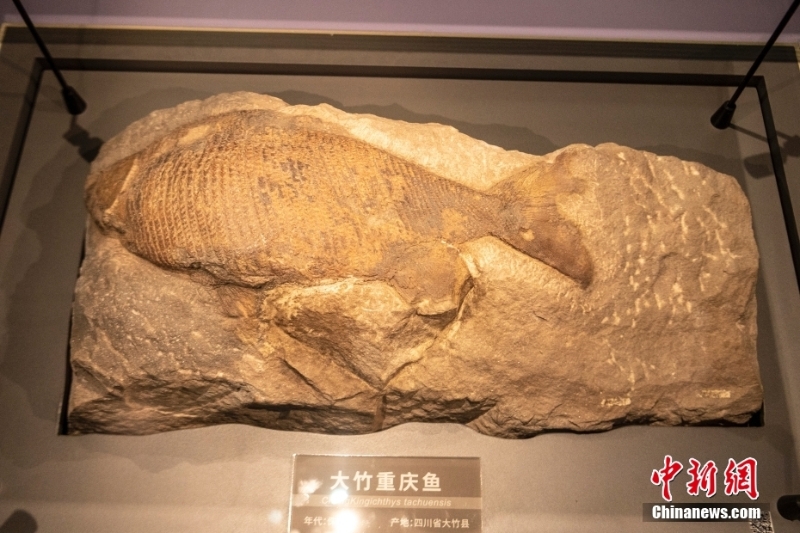 探访布展完毕的四川成都自然博物馆