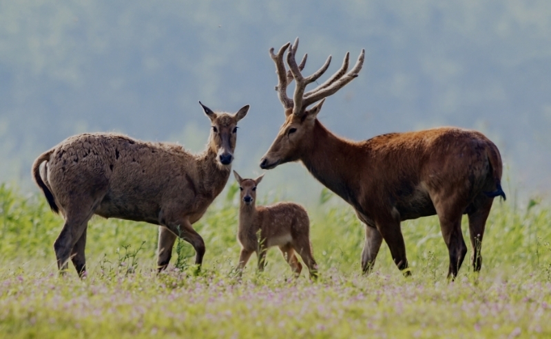 【我们的新时代】探访石首麋鹿国家级自然保护区
