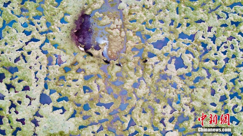 航拍长江源区最大泥碳湿地——玉树杂多查旦湿地
