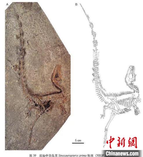 “原始中华鸟龙”化石标本及素描图。　中科院古脊椎所 供图