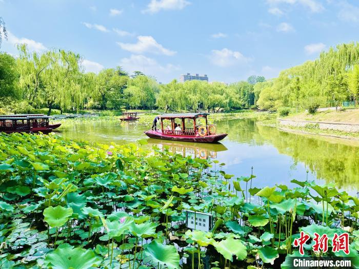 炎暑至荷花醒北京发布市属公园赏荷观莲导览