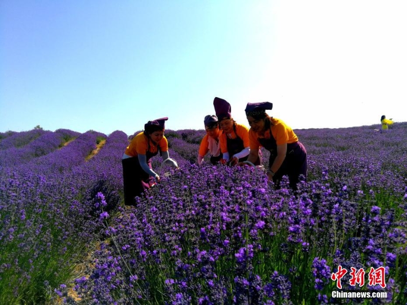 新疆霍城5萬多畝薰衣草盛開