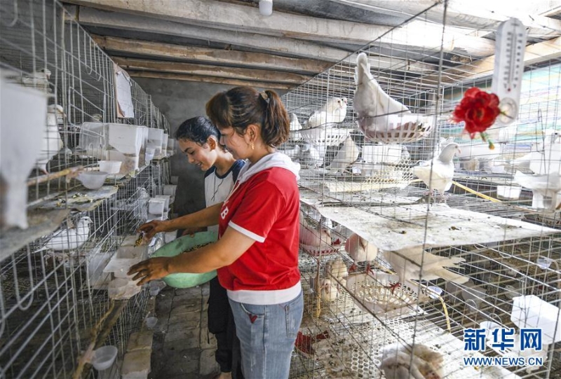 新疆喀什市英吾斯坦乡艾来木巴格村贫困户帕提姑丽·亚森（右）和女儿在自家鸽舍内忙碌（8月14日摄）。通过养殖鸽子，帕提姑丽·亚森家如今每个月可增加数千元收入，这个深度贫困的家庭2019年年底有望脱贫。新华社记者 王菲 摄