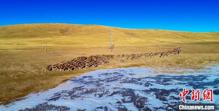 图为果洛州玛多县境内的藏野驴群。　果洛州玛多县委宣传部 供图