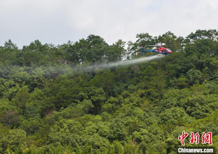 广东森林飞防作业逾400万亩次全力防治松材线虫病