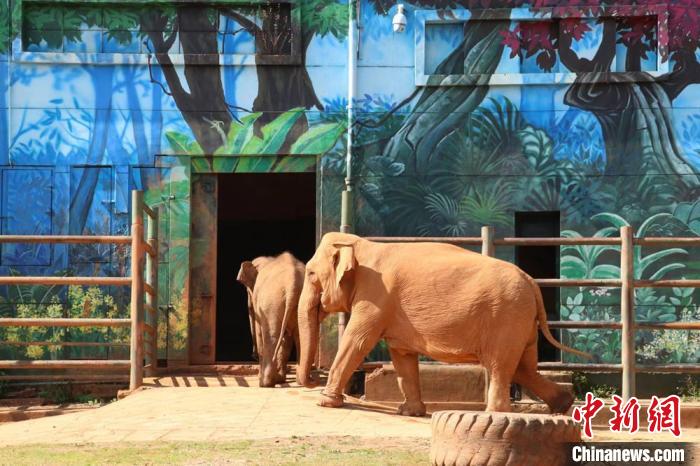 图为亚洲象“莫莉”和象妈妈“莫坡”合笼成功。　昆明动物园供图