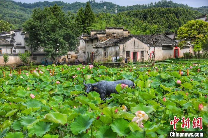 层层叠叠的荷叶把湖面遮得严严实实 汪伟平 摄