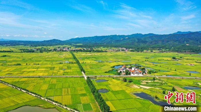 航拍吉水县水南镇万亩早稻陆续成熟，一块块稻田和周围的村庄、远处的青山共同构成了一幅秀美丰收画卷。　廖敏 摄