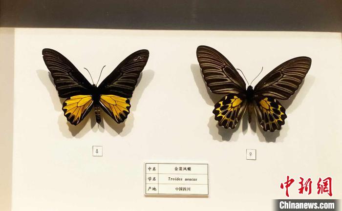 金裳凤蝶为中国珍稀名蝶，其雌蝶也是国产蝴蝶中最大的类型。　崔佳明 摄