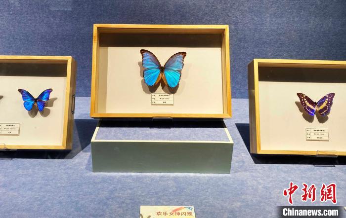 欢乐女神蝶(中)是世界上最美丽的蝴蝶之一，被巴西选为国蝶。　崔佳明 摄
