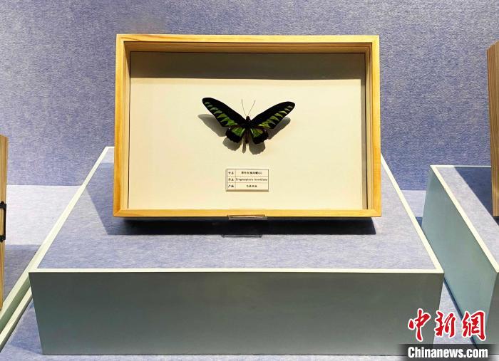 马来西亚的国蝶，名为“翠叶红颈凤蝶”，它是世界上发行的第一枚蝴蝶邮票的蝶种。　崔佳明 摄