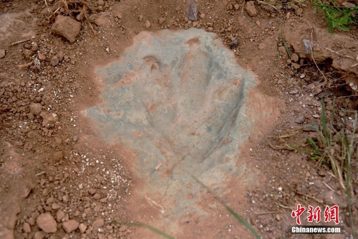 河北宣化发现国内面积最大数量最多恐龙足迹化石点