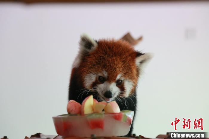 小熊猫吃水果冰坨。　朱浩 摄