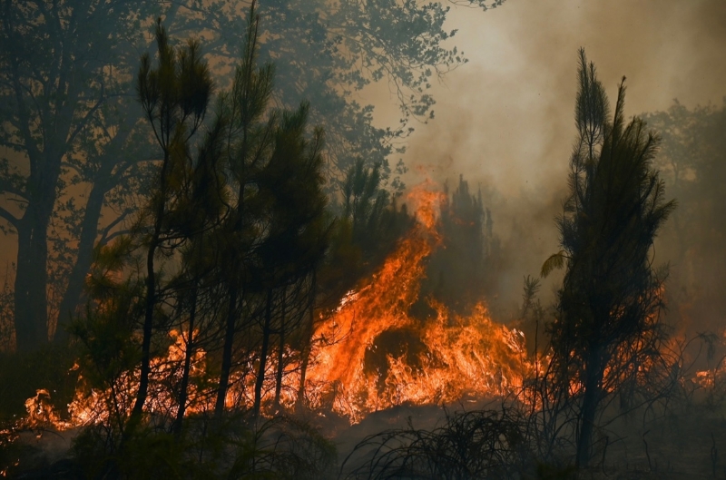 7月18日，在法国卢沙特，山火在林木之间蔓延。（图源：美联社）