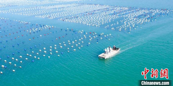 古港村推进全村渔业经济发展，形成海上、岸上齐步走模式。　东山县融媒体中心供图