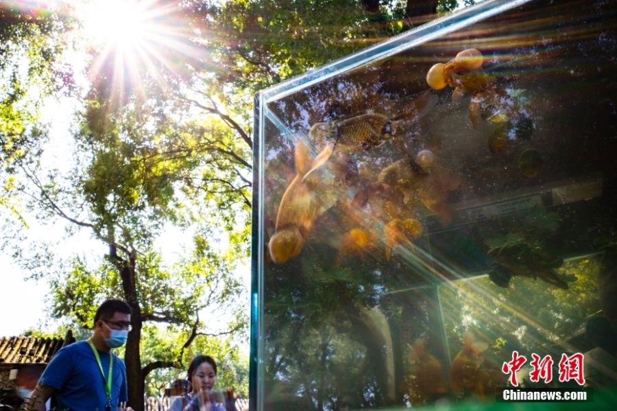 民众夏日进恭王府“木海观鱼”