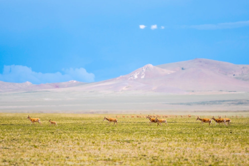 在西藏自治区北部的羌塘国家级自然保护区，藏羚羊在草原上奔跑(2022年7月11日摄)。新华社记者 周荻潇 摄