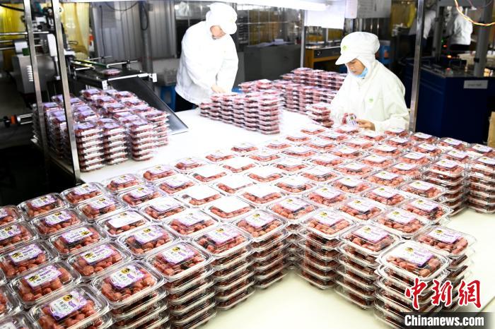 漳州森泉食品有限公司工人在包装即将出口日本的青梅干。　张金川 摄
