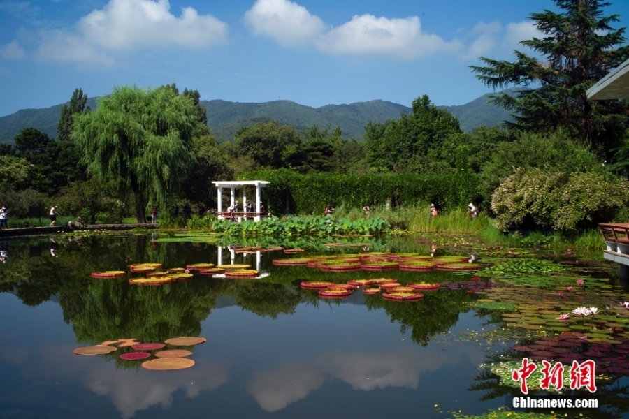 解锁现实版“莫奈后花园” 国家植物园睡莲盛放