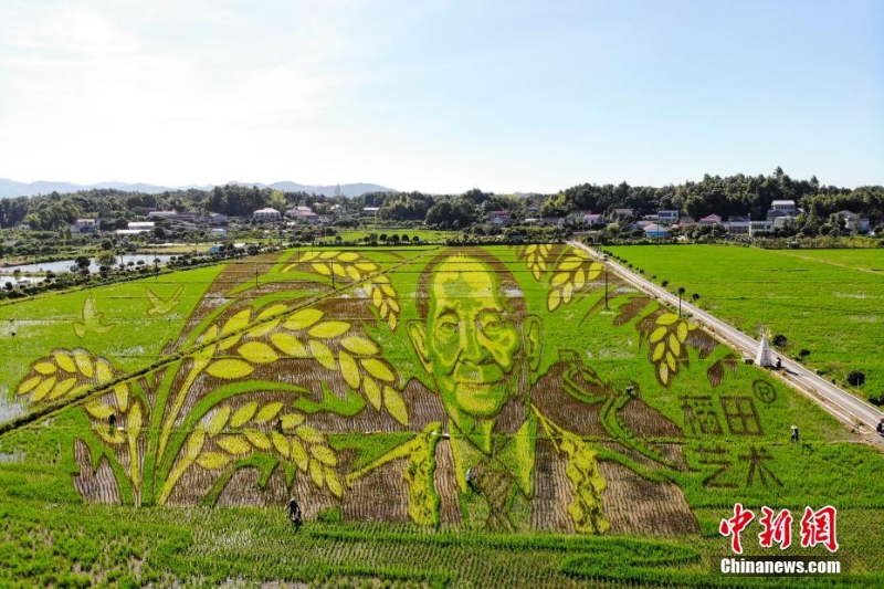 长沙百亩稻田里种出袁隆平巨幅画像