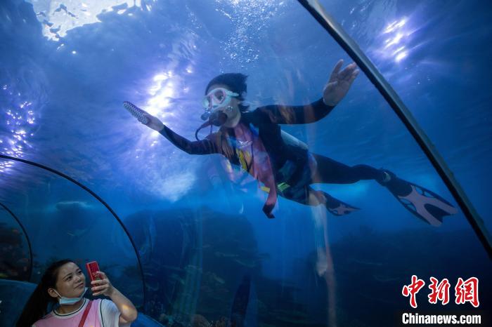 潜入水中的王媛媛像是展缸内一道独特的风景，引得前来游玩的市民在海底隧道的玻璃缸前驻足观望。　高博 摄
