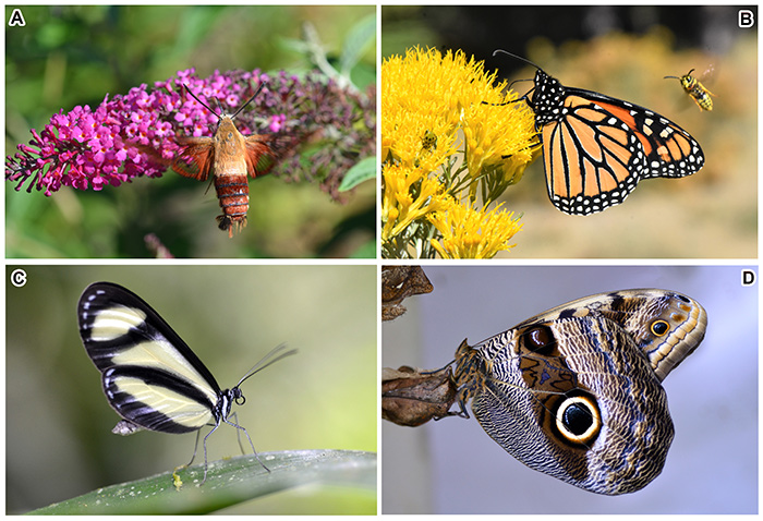 蝴蝶和飛蛾翅上驚人的顏色和圖案。（A）蜂鳥鷹蛾；（B）黑脈金斑蝶；（C）娜袖蝶；（D）貓頭鷹蝶。首都師範大學 供圖