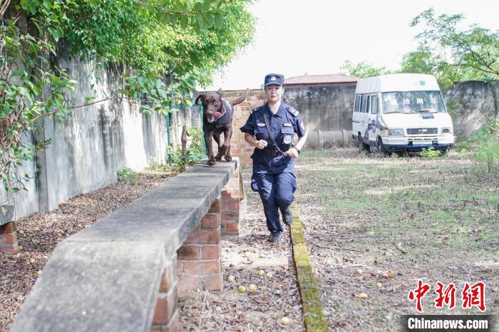 图为黄晓莉带搜爆犬“浩克”进行体能训练。　陈冠言 摄