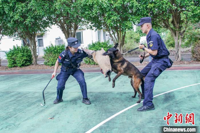 图为黄晓莉(左)和唐琥犀(右)带着护卫犬“三月”进行扑咬训练。　陈冠言 摄