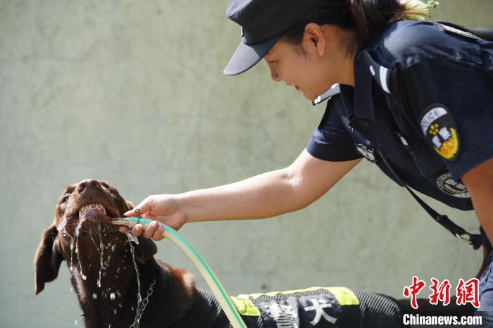 图为训练间隙，黄晓莉给搜爆犬“浩克”饮水降温。　姚鹏鹏 摄