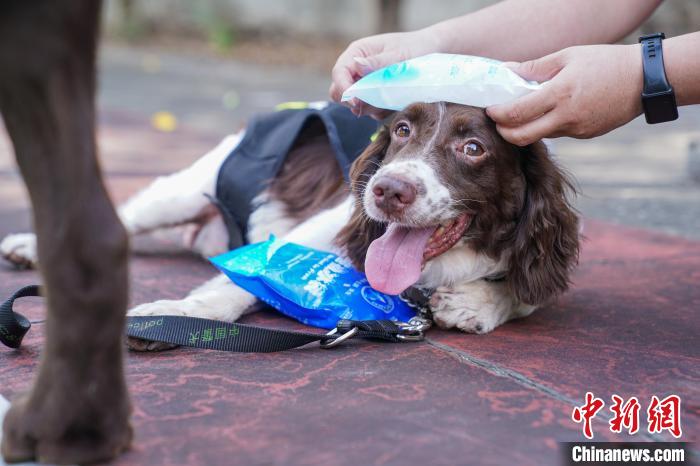 图为训练间隙，训犬员用冰袋给缉毒犬“牛牛”降温。　陈冠言 摄