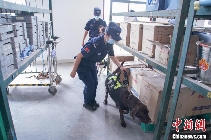 图为黄晓莉和唐琥犀带着警犬在南宁东站行包房对快递箱包进行“二次安检”。　陈冠言 摄