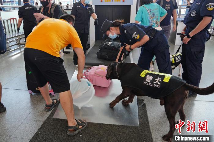 图为黄晓莉带搜爆犬“浩克”在南宁东站安检口检查行李。　甘贤 摄