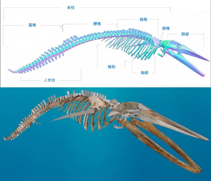 台东海岸线2年前发现死亡的搁浅蓝鲸，台“海洋保育署”与台湾成功大学、台湾海洋生物博物馆合作，以蓝鲸骨骼3D建模技术辅助修复。 图片来源：台湾“中央社”