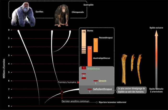 早期人类何时直立行走？最新研究称乍得沙赫人700万年前双足行走