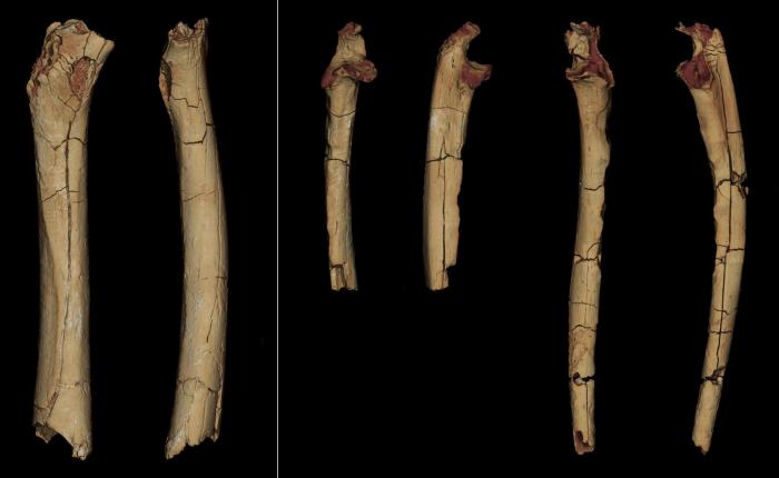 沙赫人骨骼材料3D模型，从左到右：股骨，后视图和中视图；右左尺骨，前视图和侧视图(图源：论文作者)。　施普林格·自然 供图
