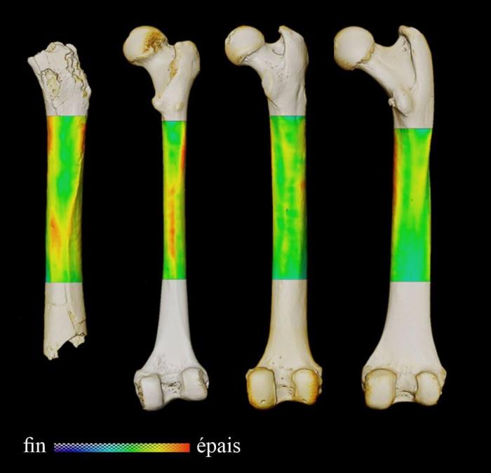 從左到右：沙赫人、現存人類、黑猩猩和大猩猩的股骨3D皮質厚度變化圖(後視圖)(圖源：論文作者)。　施普林格·自然 供圖